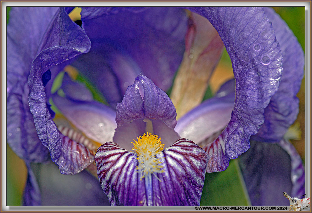 Iris
